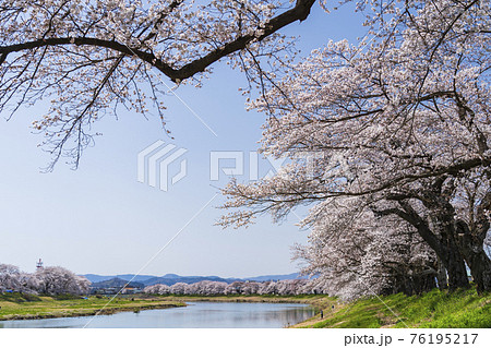 青空と白石川堤一目千本桜　宮城県大河原町 76195217