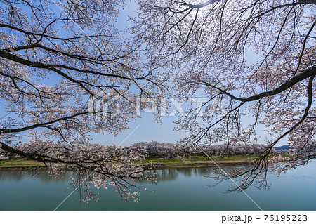 青空と白石川堤一目千本桜 宮城県大河原町 青空と白石川堤一目千本桜 宮城県大河原町 76195223