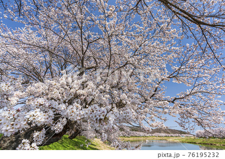 青空と白石川堤一目千本桜　宮城県大河原町 76195232