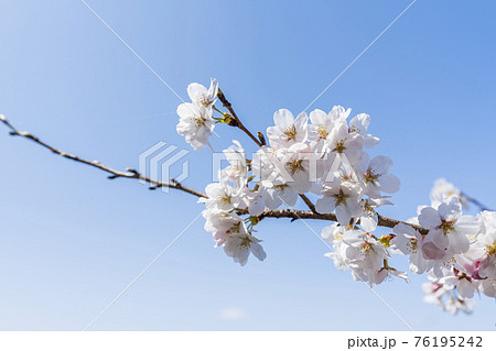 青空と白石川堤一目千本桜 宮城県大河原町 青空と白石川堤一目千本桜 宮城県大河原町 76195242