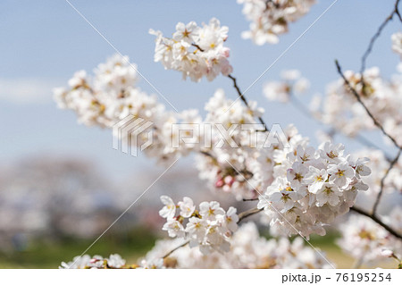 青空と白石川堤一目千本桜　宮城県大河原町 76195254