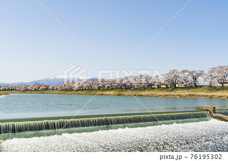 残雪の蔵王と白石川堤一目千本桜　韮神堰　宮城県大河原町 76195302