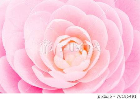 ピンク色の椿の花　花のクローズアップ素材 76195491