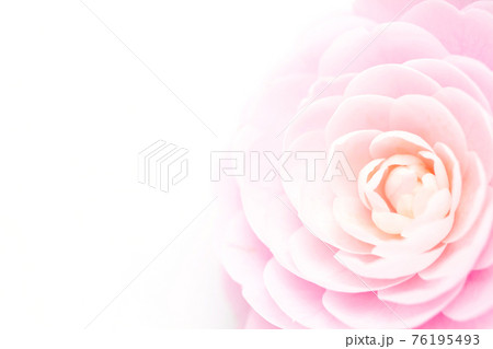 ピンク色の椿の花　花のクローズアップ素材 76195493