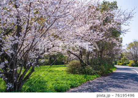 早春の彩湖　荒川調整池　湖畔満開の桜　遊歩道とサイクリングロード　　　　 76195496
