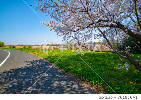 早春の彩湖　荒川調整池　湖畔満開の桜　遊歩道とサイクリングロード　　　　 76195641