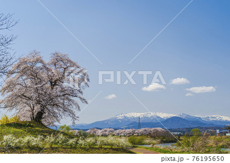 残雪の蔵王と白石川堤一目千本桜 宮城県柴田町 残雪の蔵王と白石川堤一目千本桜 宮城県柴田町 76195650