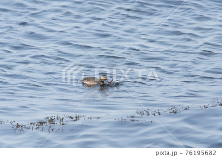 ハジロカイツブリ 76195682