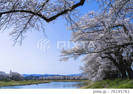 青空と白石川堤一目千本桜 宮城県大河原町 青空と白石川堤一目千本桜 宮城県大河原町 76195761