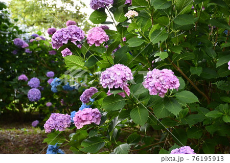 赤紫のアジサイの植え込み 赤紫のアジサイの植え込み 76195913