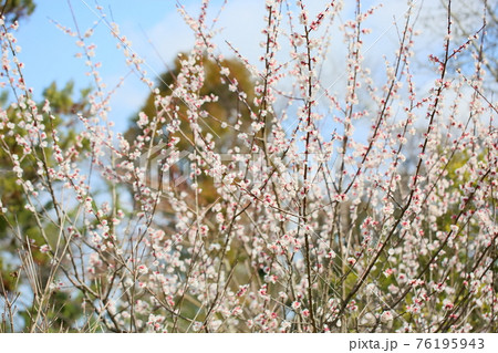 アンズの花 アンズの花 76195943