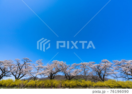 青空と白石川堤一目千本桜 宮城県柴田町 青空と白石川堤一目千本桜 宮城県柴田町 76196090