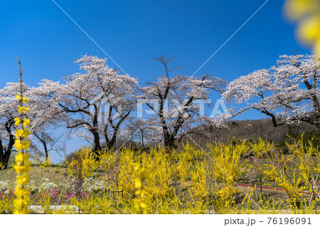 青空と白石川堤一目千本桜 宮城県柴田町 青空と白石川堤一目千本桜 宮城県柴田町 76196091