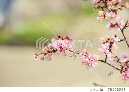 桜の花 与謝野晶子 桜の花 与謝野晶子 76196243