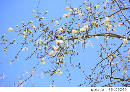 コブシの花 76196246