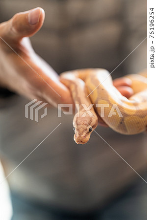 ボールパイソン ハンドリングの写真素材