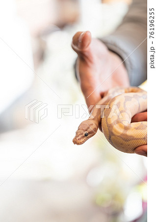 ボールパイソン ハンドリングの写真素材