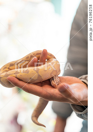 ボールパイソン ハンドリングの写真素材