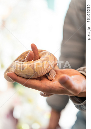 ボールパイソン ハンドリングの写真素材