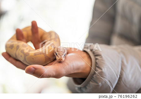 ボールパイソン ハンドリングの写真素材