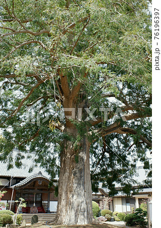 我孫子市 東源寺の榧ノ木 我孫子市 東源寺の榧ノ木 76196397