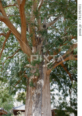 我孫子市　東源寺の榧ノ木 76196401