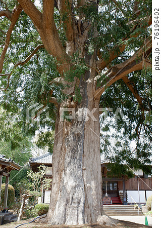我孫子市　東源寺の榧ノ木 76196402