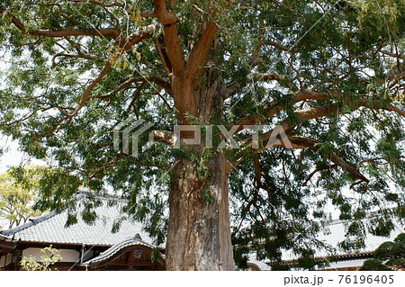 我孫子市　東源寺の榧ノ木 76196405