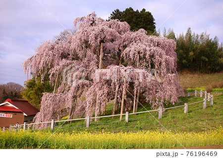 2021年　三春町　滝桜 76196469