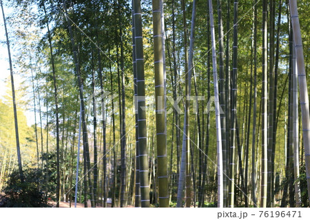 万博記念公園　公園内の風景　大阪府 76196471
