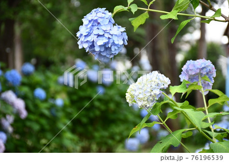 紫陽花の道　紫陽花アップ 76196539