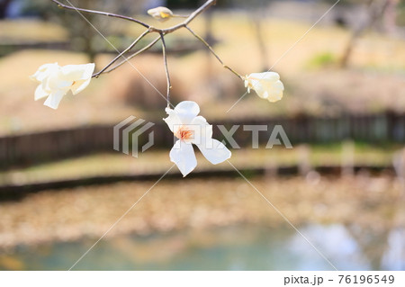 コブシの花 コブシの花 76196549