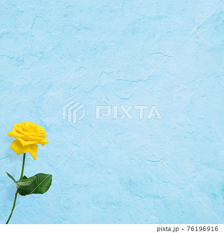 黄色いバラの花と爽やかなブルーの背景 - 複数のバリエーションがあります 76196916