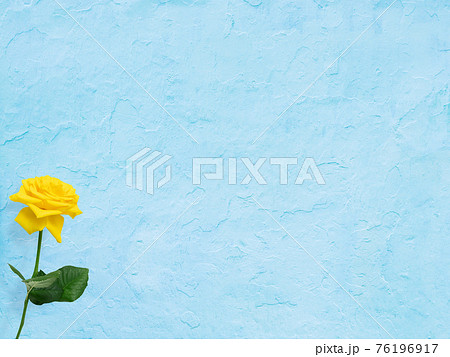 黄色いバラの花と爽やかなブルーの背景 - 複数のバリエーションがあります 76196917