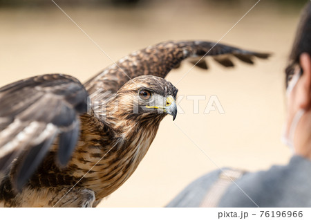 ノスリ　猛禽類 76196966