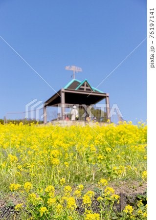 神戸総合運動公園の菜の花 神戸総合運動公園の菜の花 76197141