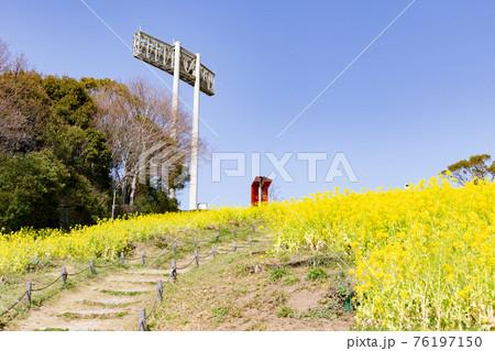 神戸総合運動公園の菜の花 神戸総合運動公園の菜の花 76197150