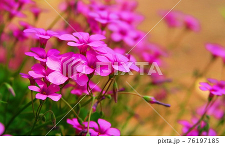 イモカタバミ(フシネハナカタバミ)の花 イモカタバミ(フシネハナカタバミ)の花 76197185