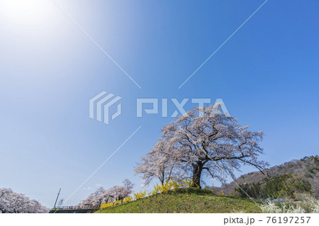 青空と白石川堤一目千本桜　宮城県柴田町 76197257