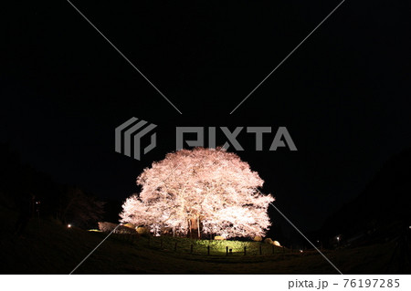 醍醐桜7786 醍醐桜7786 76197285