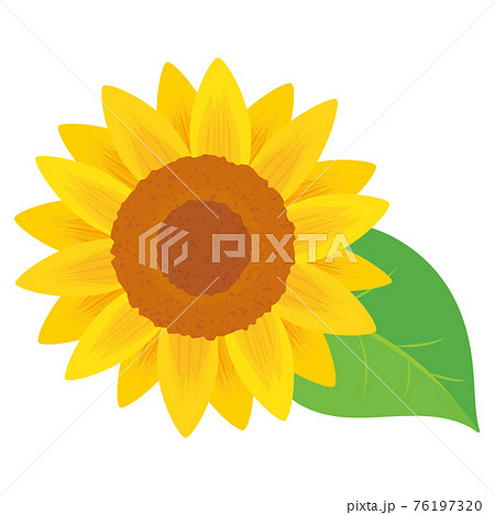 ひまわりのイラスト素材