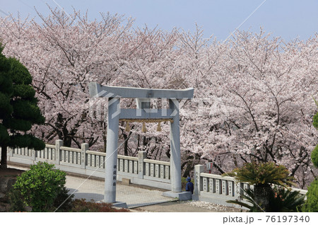 伊勢朝日山本宮から見る朝日山森林公園の桜 76197340