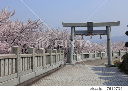 伊勢朝日山本宮から見る朝日山森林公園の桜 76197344