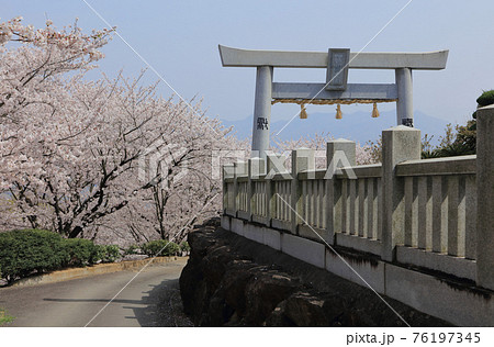 伊勢朝日山本宮から見る朝日山森林公園の桜 76197345