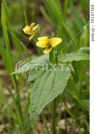 北アルプスのオオバキスミレ 76197368