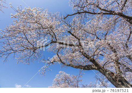青空と白石川堤一目千本桜　宮城県柴田町 76197521
