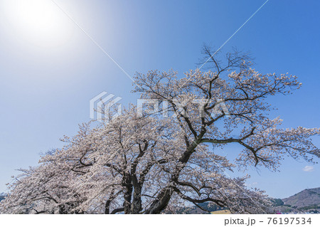 青空と白石川堤一目千本桜 宮城県柴田町 青空と白石川堤一目千本桜 宮城県柴田町 76197534