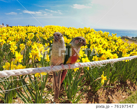 Narcissus daffoldil Blooming in haemaji park,Oryukdo, Busan, South Korea, Asia Narcissus daffoldil Blooming in haemaji park,Oryukdo, Busan, South Korea, Asia 76197547