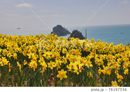 Narcissus daffoldil Blooming in haemaji park,Oryukdo, Busan, South Korea, Asia 76197556