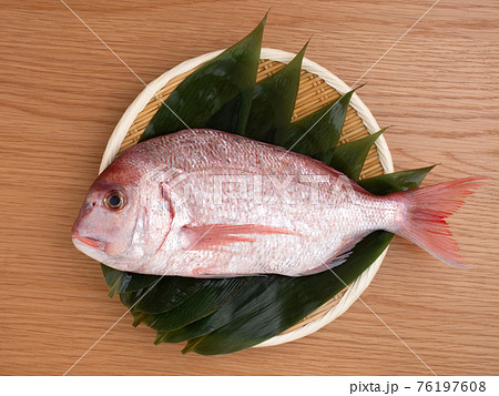 料理用に下処理をしたチダイ 76197608